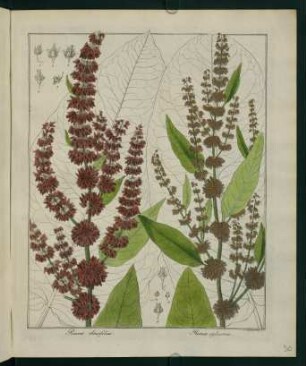 30r, Rumex obtusifolius; Rumex sylvestris