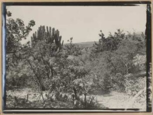 Trockenvegetation im Tal des Río Mizque bei Chapapa
