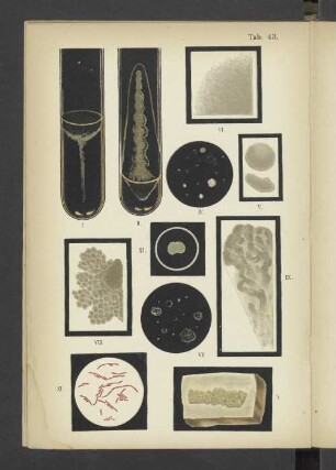 Tab. 43 Bacillus vulgatus