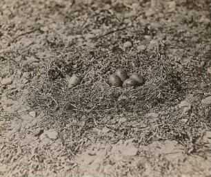 Sturmmöwe (Larus canus). Doppelnest