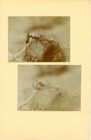 Kämpfende Hirschkäfer : Hermannstadt/Siebenbürgen, Kämpfende Hirschkäfer (Lucanus cervus)