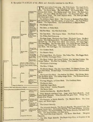 A synoptical table of the moths and butterflies contained in this work