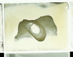 Elephas