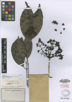 Syzygium grande (Wight) Walp.