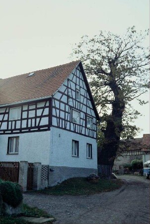 giebelständiges Bauernhaus und großer Laubbaum davor