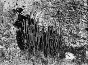 Pflanze der Gattung Bärlappe : Pflanze der Gattung Bärlappe (Lycopodium) im Gebiet "cuevas calientes"