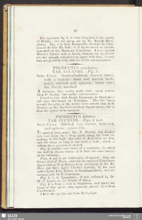 Productus concinnus. Tab. CCCXVIII. - Fig. 1