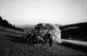 Seifershau: Heuwagen mit Kuh und Pferd bespannt, kommt auf mich zu