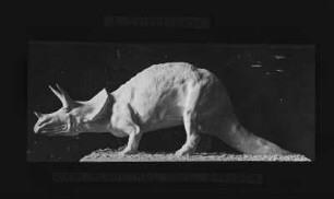 Urzeitliche Tiere. Saurier. Gipsmodell eines Triceratops. Erstbeschreibung 1889