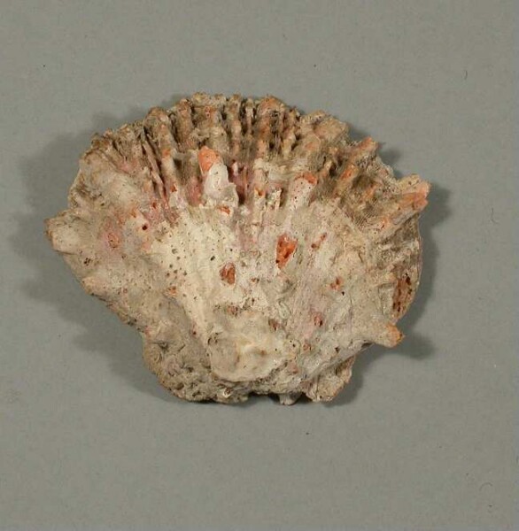 Spondylus shell