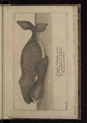 Balaena Mÿsticetus Linn: La Baleine de Grönland. Der grönländische Wallfisch. The Greenlands Whale.