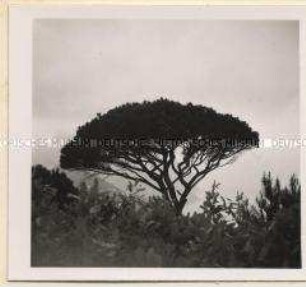 Capri, Große Orientreise der Hapag, 18.04.1939