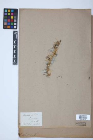 Xanthium spinosum L.