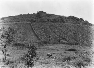 Yams- und Tarofelder : Blick auf Yams- und Tarofelder im Hochland von Moka.