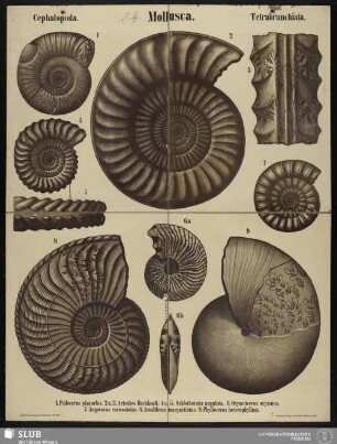 Tafel 24: Mollusca : Cephalopoda : Tetrabranchiata
