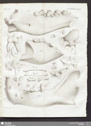 Pl. XXXII. pag. 396