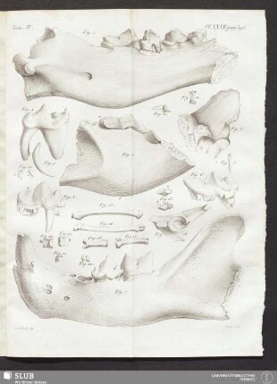 Pl. XXXII. pag. 396