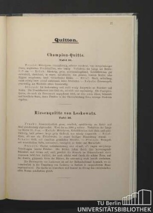 Champion-Quitte. Tafel 31. / Riesenquitte von Leskowatz. Tafel 32.