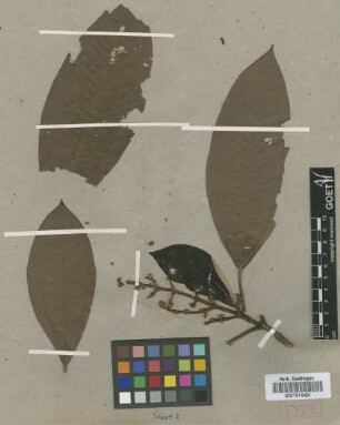 Miconia eurychaenioides Griseb.[type]