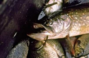 Fischfang