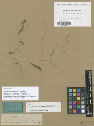 Oplismenus compositus (L.) P.Beauv.