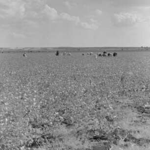 Baumwollernte auf den Feldern der Landwirtschaftlichen Produktionsgenossenschaft in Usundshowo. Frauen bei der Ernte