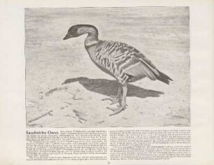 Sandwichs-Gans