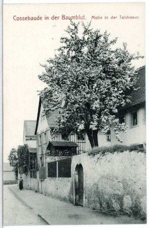 Cossebaude. in der Baumblut, Motiv in d. Talstraße
