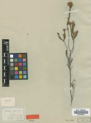 Leucopogon polymorphus Sond. [syntype]