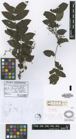 Loxopterygium gisebachii Hieron. & Lorentz ex Griseb. [holotype]