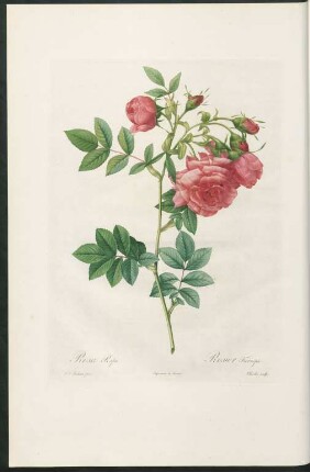 Rosa Rapa. Rosier Turneps. Charlin sculp.