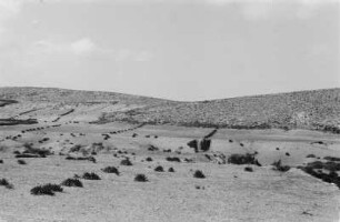 Trockenfelder der Berber : Blick über eine Plantage