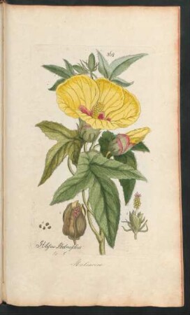 368. Hibiscus abelmoschus