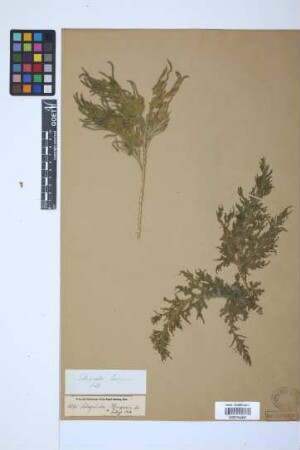 Selaginella menziesii (Hook. & Grev.) Spring