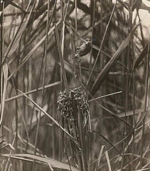 Teichrohrsänger (Acrocephalus scirpaceus) am Nest