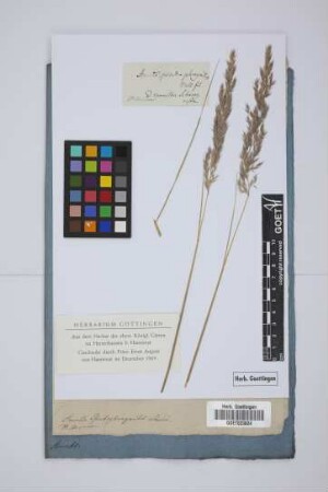 Arundo pseudo-phragmites Hall.fil.