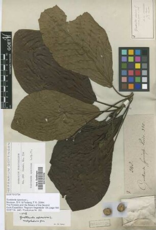 Guettarda speciosa L.