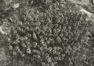 Thymus serpyllum Coccineus - Feld-Thymian, Scharlachroter Feld-Thymian