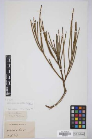 Spartocytisus supranubius L.f.