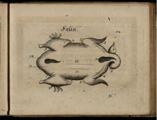 Ill. "Fasan" zu S. 54