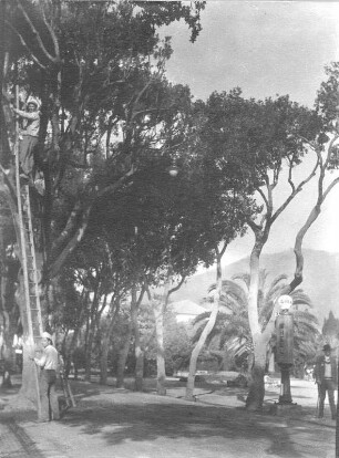 Reisefotos. Straßenbild mit Allee, Palme und Shell-Tanksäule