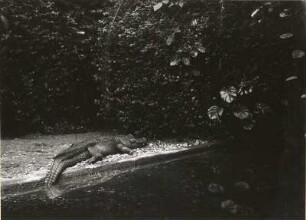 Mississippi-Alligator (Alligator mississippiensis), auch Hechtalligator auf der Krokodilinsel im Zoologischen Garten in Leipzig
