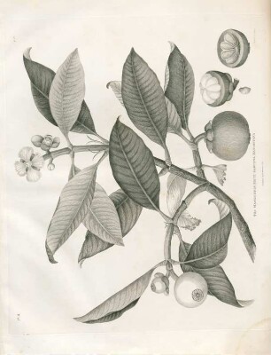 The Mangustin fruit, Garcina mangostana