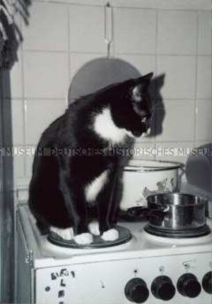 Katze auf einer Herdplattte (Altersgruppe 18-21)