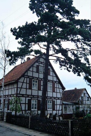 Fachwerkhaus, Garten mit Kiefer