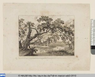 Waldteich mit schrägem Baum