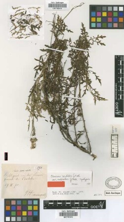 Senecio sectilis Griseb. var. radiatus Griseb.[type]