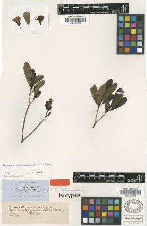 Rhabdadenia wrightiana Muell.Arg. [isotype]