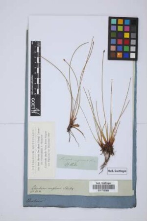 Scirpus uniglumis Link