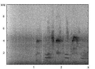 Hausesel | Equus asinus f. asinus - Lautfolge